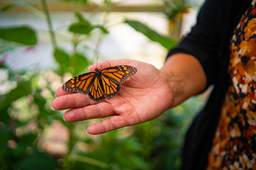 Monarch butterfly in hand